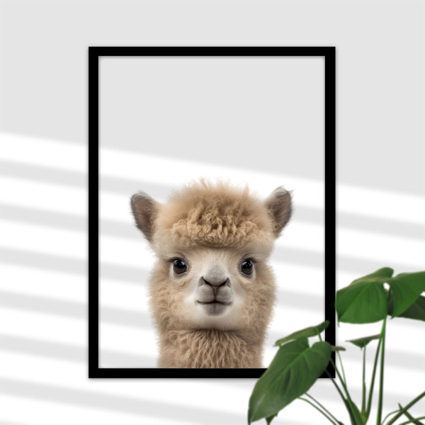 Charming baby llama poster