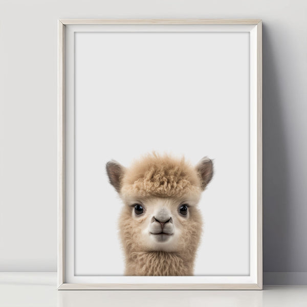 Charming baby llama poster