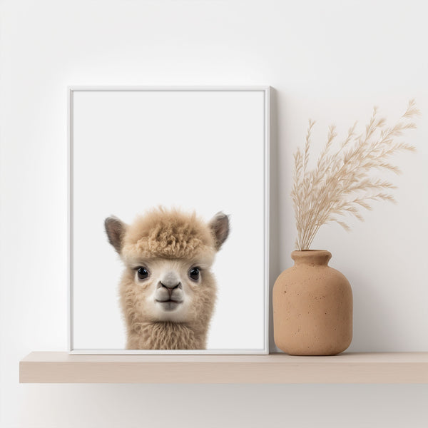 Charming baby llama poster