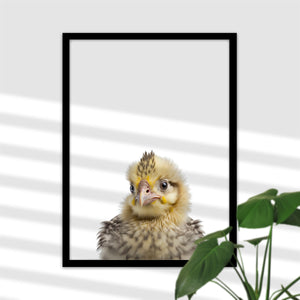 Baby Küken Poster